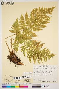 Dryopteris expansa image