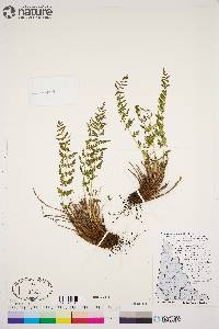 Woodsia scopulina image