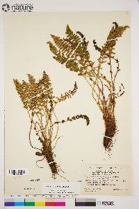 Dryopteris fragrans image