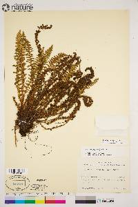 Dryopteris fragrans image