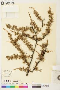 Larix laricina image