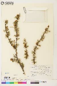 Larix laricina image