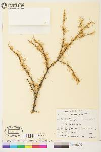 Larix laricina image