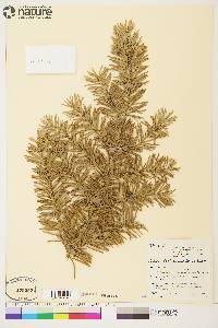 Abies lasiocarpa image