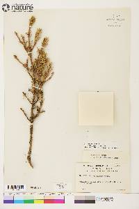 Picea glauca image