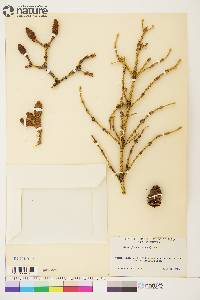 Picea glauca image