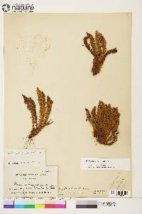 Dryopteris fragrans image