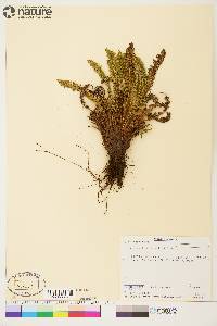 Dryopteris fragrans image