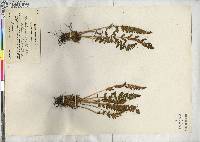 Woodsia ilvensis image