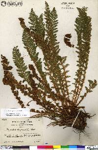 Dryopteris fragrans image