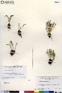 Woodsia glabella image