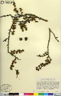 Larix laricina image