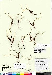 Equisetum variegatum image