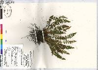 Woodsia ilvensis image