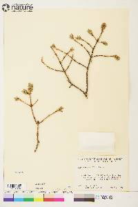 Picea mariana image