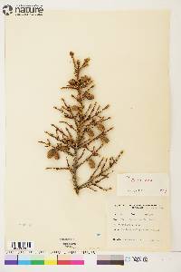 Picea mariana image