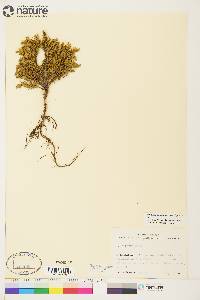 Juniperus communis var. depressa image