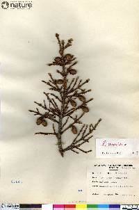 Picea mariana image