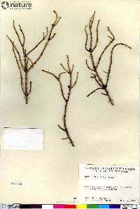 Picea mariana image