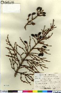 Picea mariana image