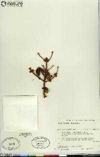 Picea mariana image