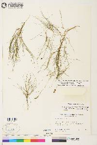 Stuckenia filiformis image