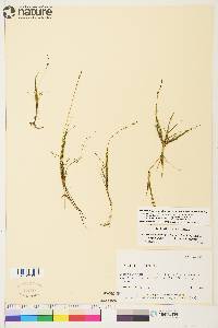 Stuckenia filiformis subsp. alpina image