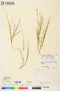 Stuckenia filiformis image