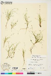 Stuckenia filiformis image