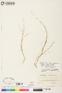 Stuckenia filiformis image