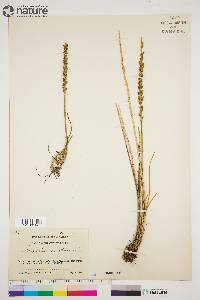 Triglochin maritima image