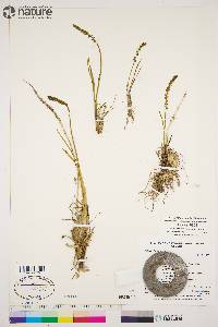 Triglochin maritima image