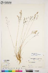 Agrostis mertensii image