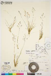 Agrostis mertensii image