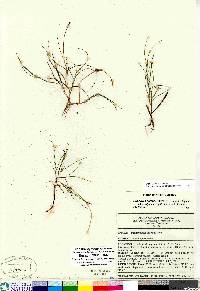 Stuckenia filiformis image