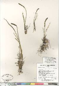 Triglochin maritima image