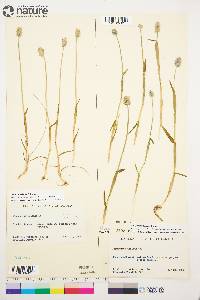 Alopecurus borealis image