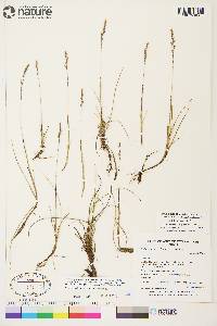 Anthoxanthum arcticum image