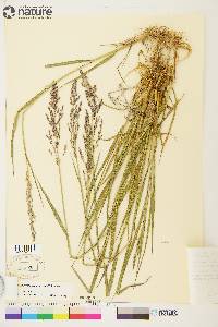 Arctagrostis latifolia image