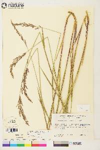 Arctagrostis latifolia subsp. arundinacea image