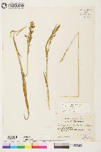 Arctagrostis latifolia subsp. arundinacea image