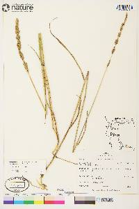 Arctagrostis latifolia subsp. arundinacea image