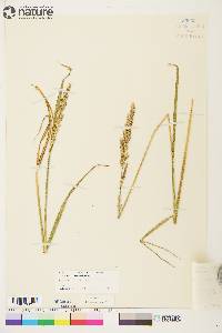 Arctagrostis latifolia subsp. arundinacea image