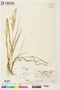 Arctagrostis latifolia image