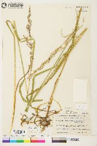 Arctagrostis latifolia subsp. arundinacea image