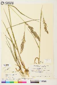 Arctagrostis latifolia subsp. arundinacea image