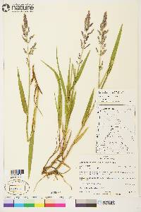 Arctagrostis latifolia image