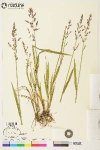 Arctagrostis latifolia subsp. arundinacea image