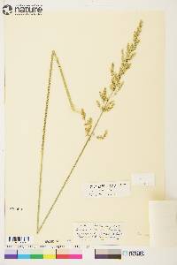 Arctagrostis latifolia subsp. arundinacea image