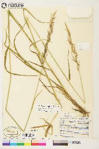 Arctagrostis latifolia subsp. arundinacea image